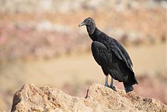 Black Vulture